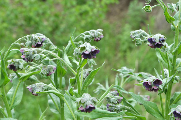 Cynoglossum officinale blooms in nature - Photo, Image
