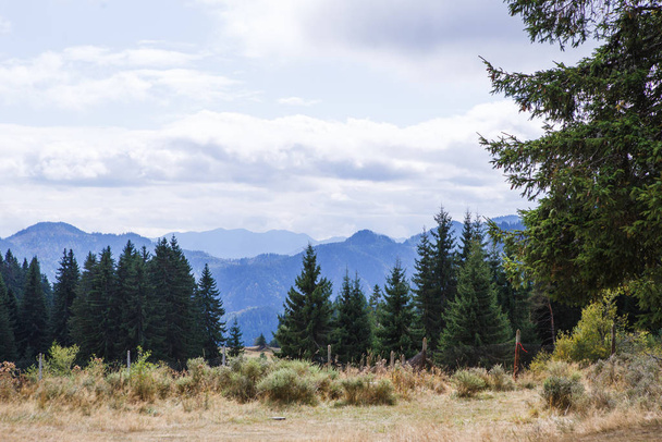 View of the mountains in Bulgaria with the tops of tall fir trees. Wild spruce forest on the slopes of the hills in the Rhodopes - Fotó, kép