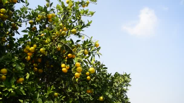 dojrzała pomarańcza na drzewie - Materiał filmowy, wideo