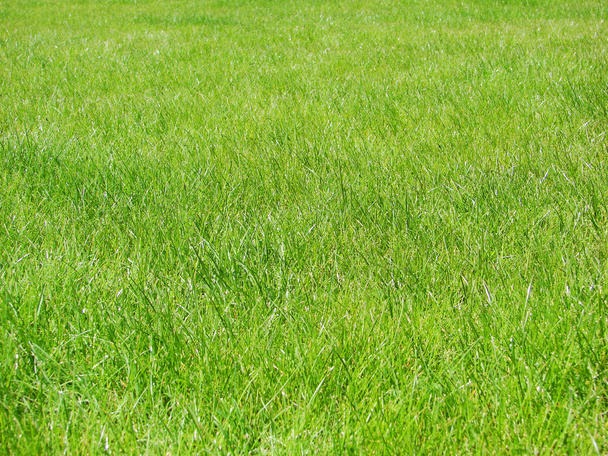 Зеленая лужайка
 - Фото, изображение