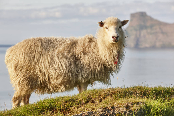 Owce na wyspach Owczych klify. Krajobraz wybrzeża o zachodzie słońca - Zdjęcie, obraz