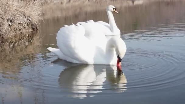 a couple of swans in the blue lake water - Footage, Video