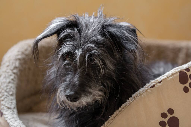 A black Miniature Schnauzer sitting in his bed in a house under the lights with a blurry background - Fotografie, Obrázek