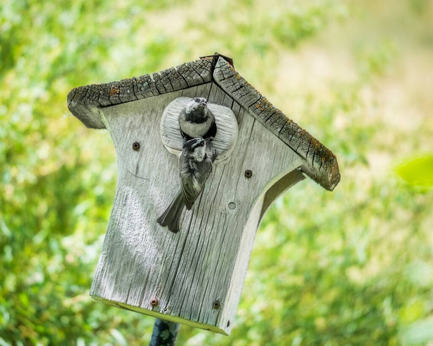 Acercamiento de pájaros pequeños asomándose a la entrada de una pequeña pajarera de madera
 - Foto, imagen