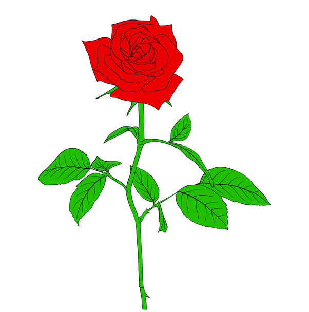 One red Rose in hand drawn style - Vector, Image