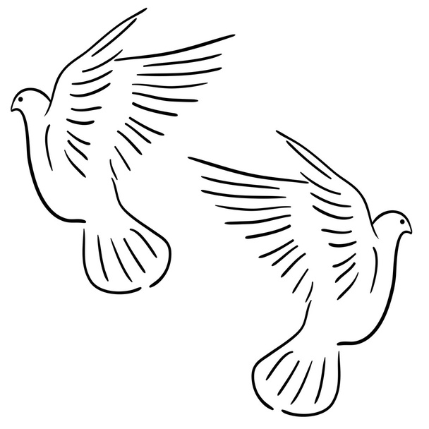 Set of white vector doves. - Vector, Image
