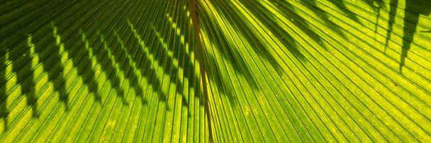 Closeup of palm leaves in light and shade. Panoramic image - Photo, Image