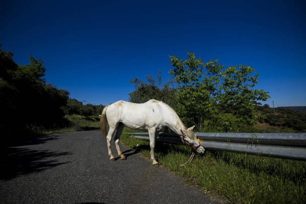 A white horse standing on an empty road eating grass wit a blue sky on the background - Photo, Image