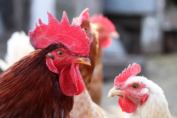 Červený kohout a slepice na farmě, koncepce drůbeže. Kuřata v kurníku, venkovská scéna - Fotografie, Obrázek