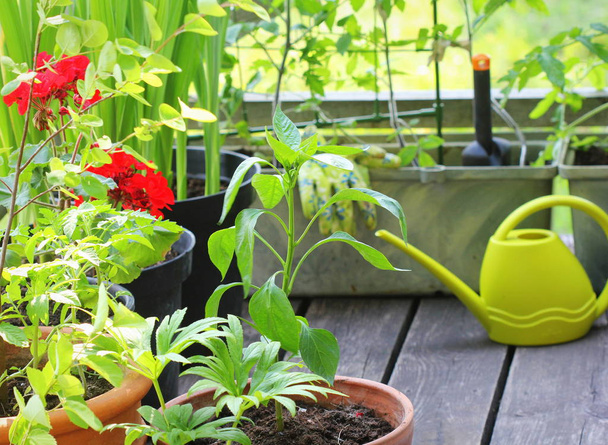 Terasta sebze bahçesi. Çiçek, kabın içinde büyüyen domatesler. Konteyner sebzeleri.. - Fotoğraf, Görsel