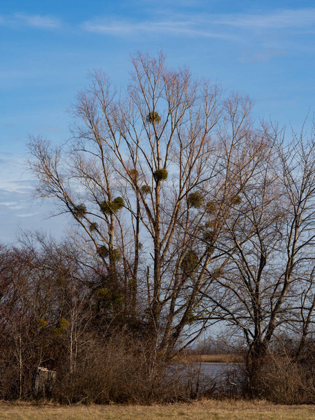 Bare tree with mistletoe in winter and blue sky - Photo, Image