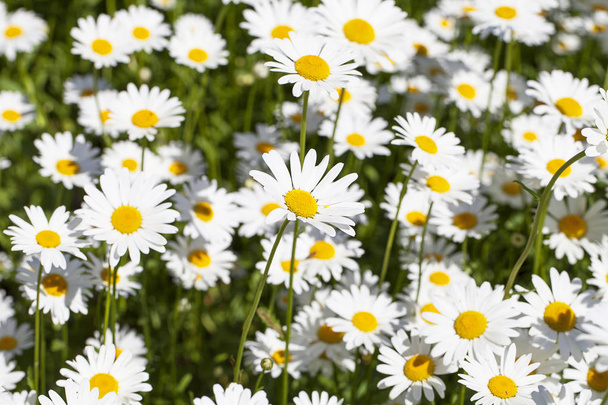 Лейкантемієвий вульгард, квіти, що цвітуть на лузі, крупним планом
 - Фото, зображення
