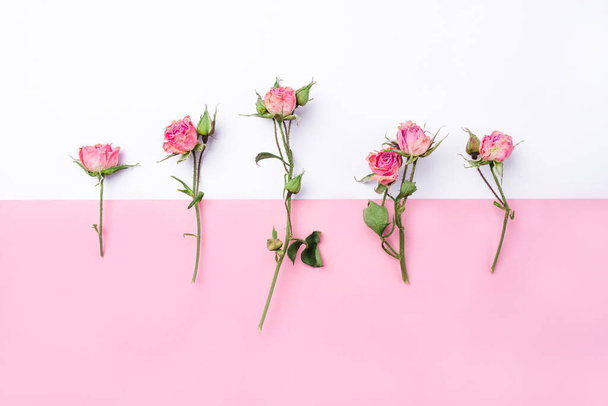 Dried rose flowers on white and pink background. - Foto, Imagen