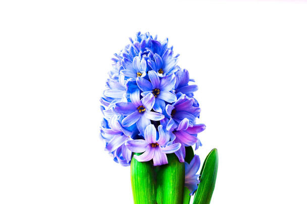 Festive concept from hyacinth flower in full bloom on white background. Valentines Day or Womens Day. Template mock up of greeting card or text design. Close-up - Photo, Image
