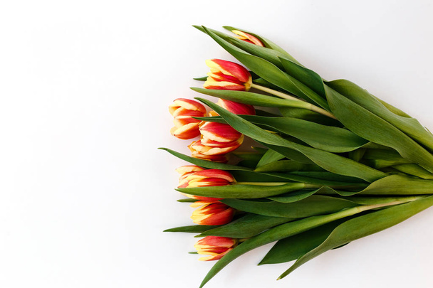 many red-yellow tulips, fresh spring flowers on a white background. the view from the top - Foto, imagen