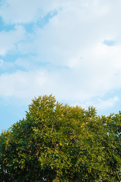 Yarı ağaç ve gökyüzü arkaplanı - Fotoğraf, Görsel