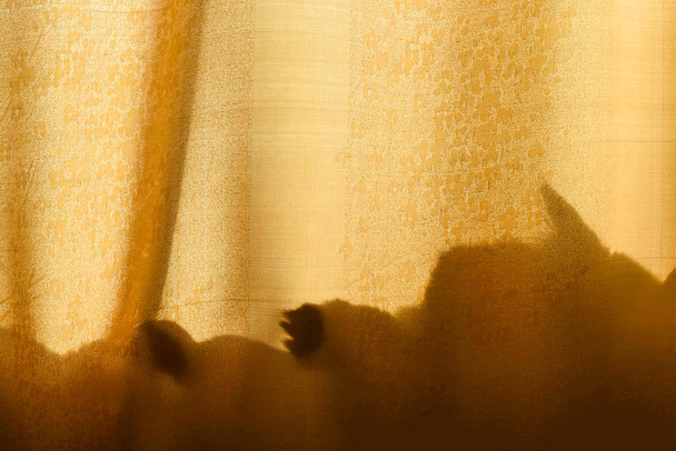 Σιλουέτα της σκιάς μιας γάτας με τα αυτιά και τα πόδια της ξαπλωμένα πίσω από μια πορτοκαλί κουρτίνα στις ακτίνες ενός ανοιχτού κίτρινου ήλιου το βράδυ παίζοντας. - Φωτογραφία, εικόνα