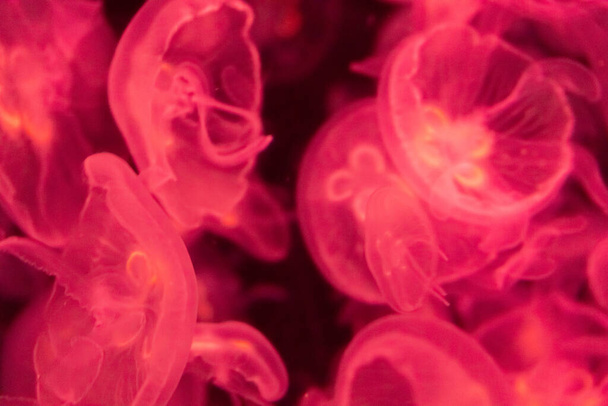 A lot of pink / violet / lilac transparent blue jellyfish on a b - 写真・画像