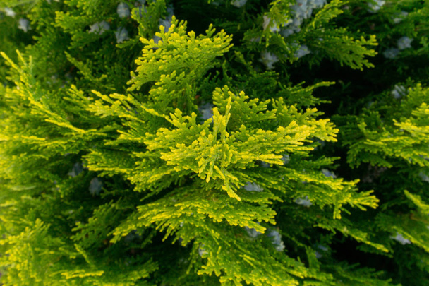 κίτρινος πράσινος κόνιπερ θάμνος γκρο πλαν - Φωτογραφία, εικόνα