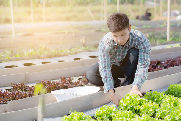 Молодой азиат мужчина фермер проверка свежих органических овощей огород на ферме, производство и выращивание зеленого дуба салат для сбора урожая сельского хозяйства с бизнесом в поле, концепция здоровой пищи
. - Фото, изображение