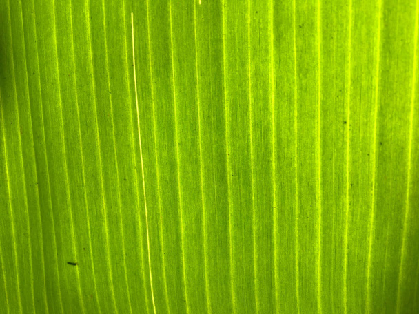 バナナの葉の質感の背景。デザインの壁紙、クローズアップビュー - 写真・画像