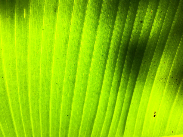 バナナの葉の質感の背景。デザインの壁紙、クローズアップビュー - 写真・画像