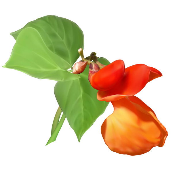 Červené dekorativní fazolové květy a listy, síťovina - Vektor, obrázek