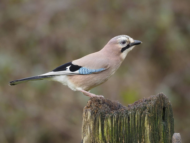 Jay, Garrulus glandarius, single bird on post, Warwickshire, February 2020 - Valokuva, kuva