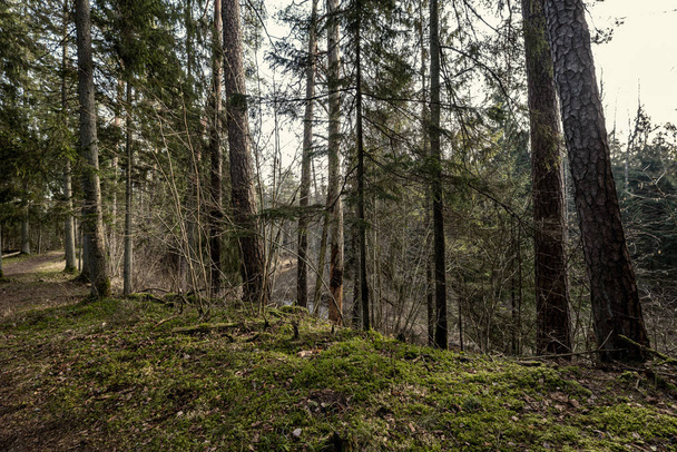 красивая чистая ель вечнозеленый лесной парк с зеленым мхом и тропинка для прогулок
 - Фото, изображение