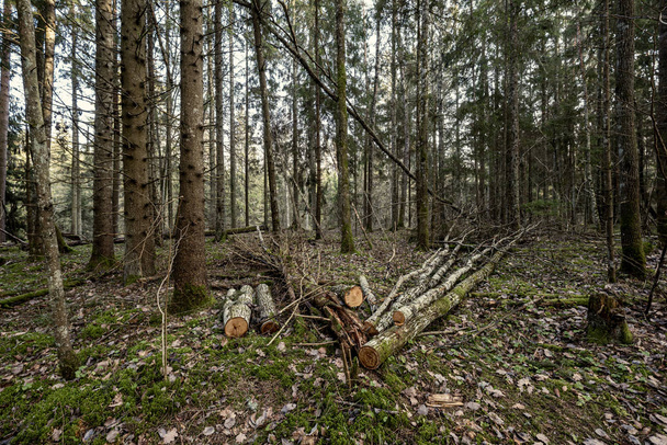 古い乾いた木の幹は森の中に寝そべっている。地上の壊れた丸太はfpr鳥が住む場所です - 写真・画像