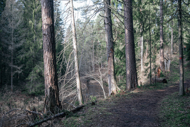 красивая чистая ель вечнозеленый лесной парк с зеленым мхом и тропинка для прогулок
 - Фото, изображение