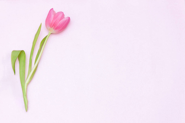 Один єдиний рожевий тюльпан на рожевому тлі. Плоский прошарок, вид зверху
. - Фото, зображення