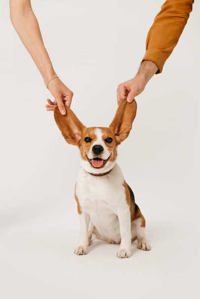 happy beagle dog posing with ears in the air on white background - Valokuva, kuva