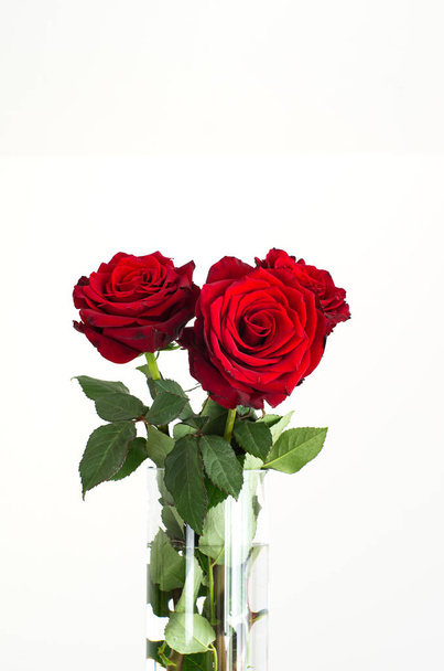 Three fully bloomed fresh red Ecuadorian roses in a clear glass vase isolated on white close up shot 2020 - Foto, Bild
