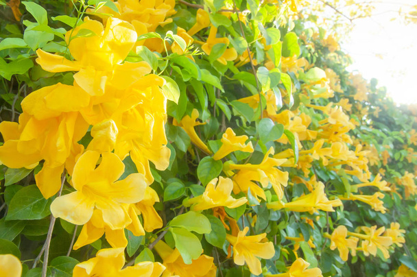 Flores de sino amarelo florescendo na cerca moderna no verão ensolarado, colorido sino amarelo ou stans Tecoma estão em flor, cerca de flores brilhantes e brilhantes. Foco seletivo
. - Foto, Imagem