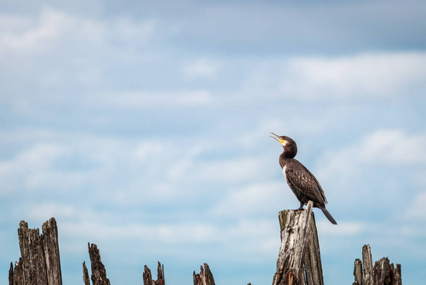 Great cormorant Phalacrocorax carbo, Europe, Lithuania. - Photo, Image