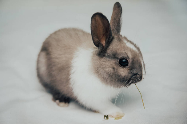 pequeño conejito comiendo hierba verde
 - Foto, Imagen