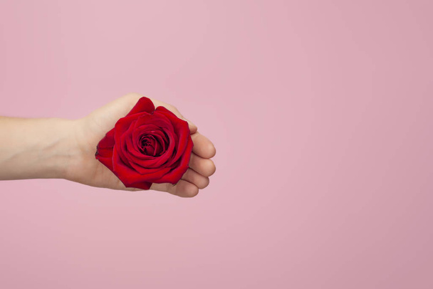 Een rode roos in mooie vrouwelijke hand op roze achtergrond. Aanwezig of cadeau concept. Trendy idee voor Valentijnsdag, Internationale Vrouwendag of Moederdag. Bovenaanzicht, kopieer ruimte - Foto, afbeelding