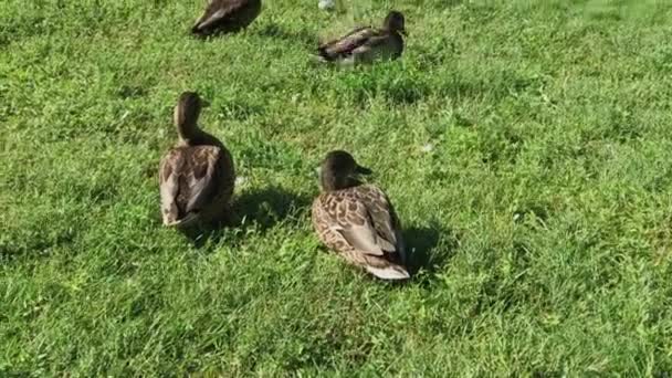 Los patos salvajes caminan sobre la hierba en un día de verano
. - Metraje, vídeo