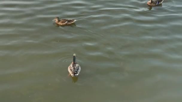 Canards sauvages sur un étang de baignade
. - Séquence, vidéo
