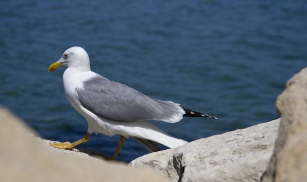 Walking seagull - Photo, Image