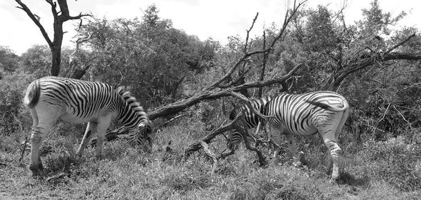 ダーバンの北280キロメートルに位置するフルウェ・ウンフォージゲームリザーブのゼブラスは、アフリカで最も古い公園です。南アフリカのクワズールー・ナタール州の中央部に位置し、豊かな野生動物で知られています。 - 写真・画像
