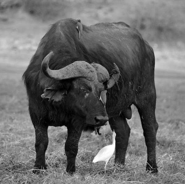 Birds cleaning a Buffalo at the Zambezi National Park is a national park located upstream from Victoria Falls on the Zambezi River in Zimbabwe.  - Photo, Image