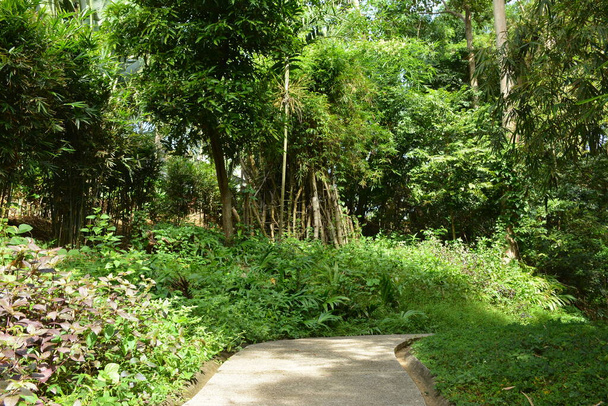 Garden landscaping design with path way in Antipolo City, Philippines - Photo, Image