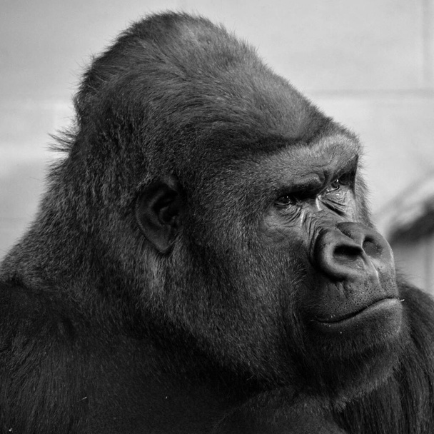Goriller, Orta Afrika ormanlarında yaşayan, çoğunlukla otobur maymunlardır. Gorillerin DNA 'sı% 9599' dan insanlarınkine çok benzer.  - Fotoğraf, Görsel