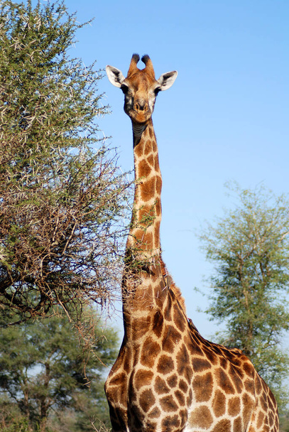 Park Krugera RPA: Żyrafa (Giraffa camelopardalis) jest afrykańskim ssakiem kopytnym z równymi palcami, najwyższym ze wszystkich istniejących gatunków zwierząt lądowych i największym przeżuwaczem. - Zdjęcie, obraz