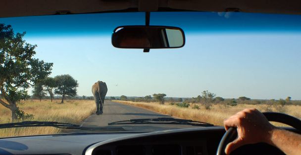 Parque Kruger Sudáfrica: Los elefantes africanos son los elefantes del género Loxodonta, que consta de dos especies existentes: el elefante arbusto africano y el elefante bosque africano más pequeño. - Foto, imagen