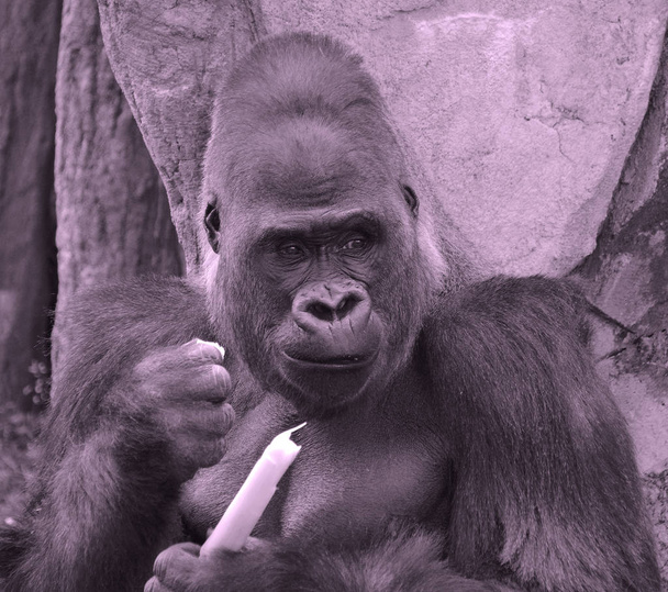 Gorily jsou pozemní, převážně býložravé opice, které obývají lesy střední Afriky. DNA goril je velmi podobná DNA lidí, z 9599 vnímání  - Fotografie, Obrázek