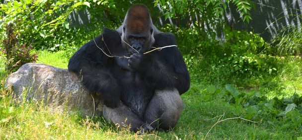 Srebrne goryle pleców są naziemne, głównie roślinożerne małpy, które zamieszkują lasy w środkowej Afryce. DNA goryli jest bardzo podobne do DNA ludzi, z 9599 procent - Zdjęcie, obraz