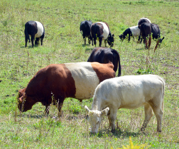 The Belted Galloway - це порода яловичини, що походить з Ґалловея (Південно-Західна Шотландія), адаптована для життя на бідних пасовищах та вітряних болотах регіону.. - Фото, зображення